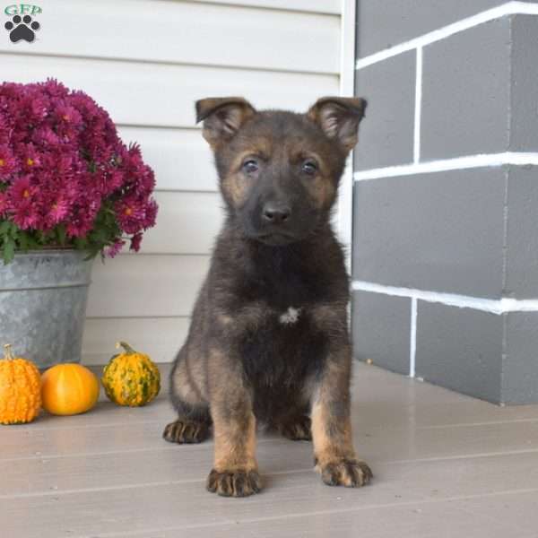 Rebel, German Shepherd Puppy