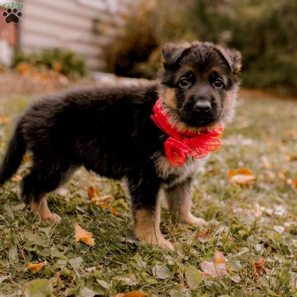 Valor, German Shepherd Puppy