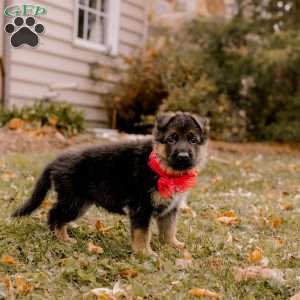 Valor, German Shepherd Puppy