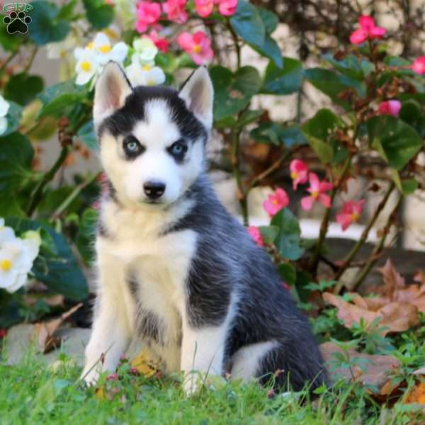 Reece, Siberian Husky Puppy