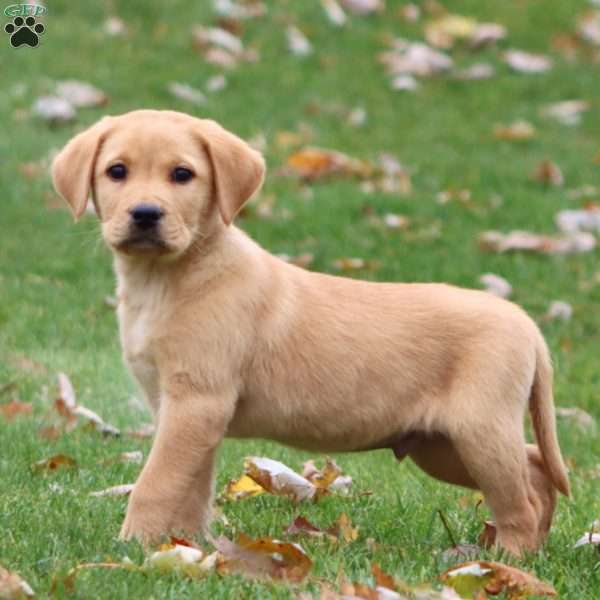 Reece, Yellow Labrador Retriever Puppy