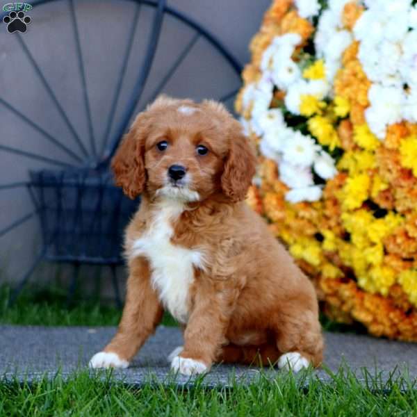 Reece, Cockapoo Puppy