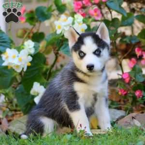 Reece, Siberian Husky Puppy