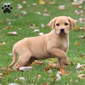 Reece, Yellow Labrador Retriever Puppy