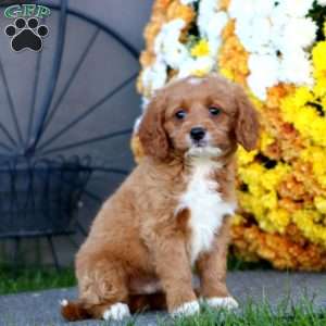 Reece, Cockapoo Puppy