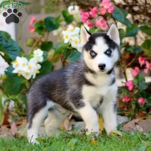 Reece, Siberian Husky Puppy