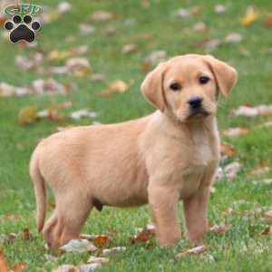 Reece, Yellow Labrador Retriever Puppy