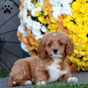 Reece, Cockapoo Puppy