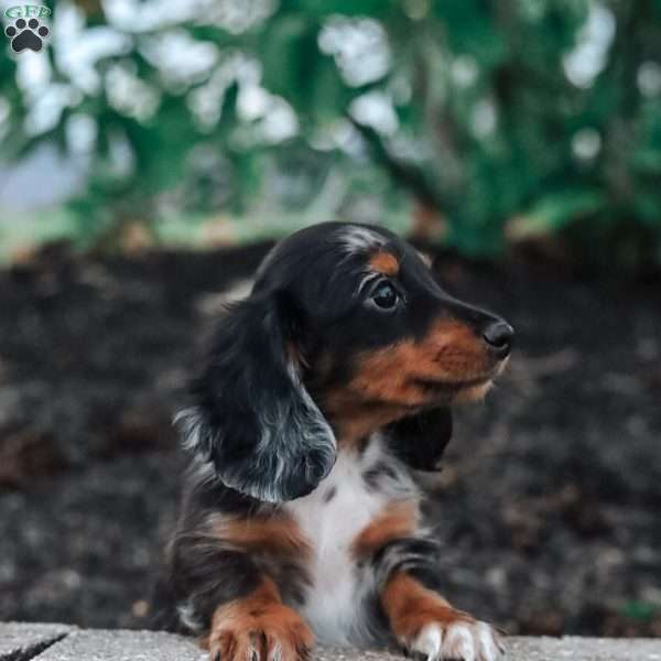 Reed, Dachshund Puppy