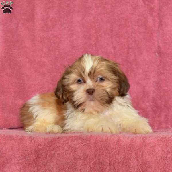 Reese, Shih Tzu Puppy