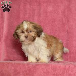 Reese, Shih Tzu Puppy