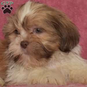 Reese, Shih Tzu Puppy