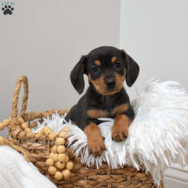 Reeses, Dachshund Mix Puppy