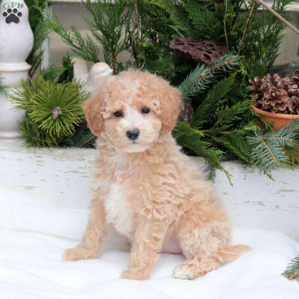 Reeses, Bich-Poo Puppy