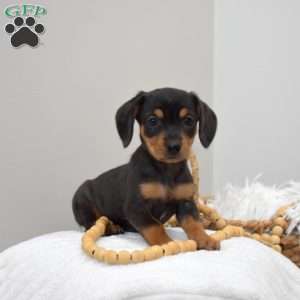 Reeses, Dachshund Mix Puppy