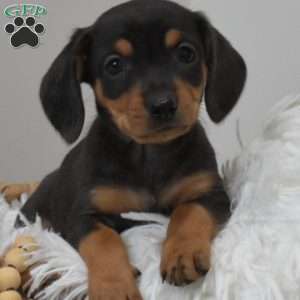 Reeses, Dachshund Mix Puppy