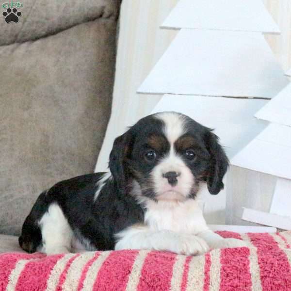 Regina, Cavalier King Charles Spaniel Puppy