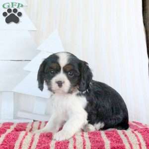 Regina, Cavalier King Charles Spaniel Puppy