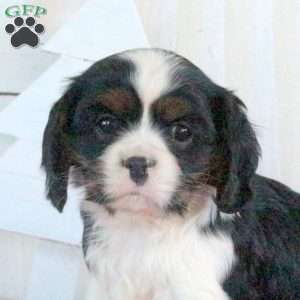 Regina, Cavalier King Charles Spaniel Puppy