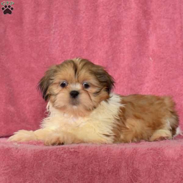 Rex, Shih Tzu Puppy