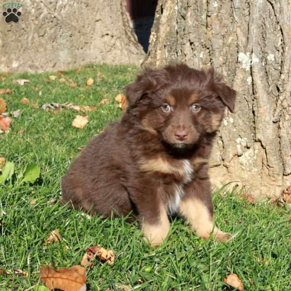 Rex, Australian Shepherd Puppy