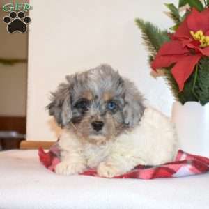 Rex, Cavapoo Puppy