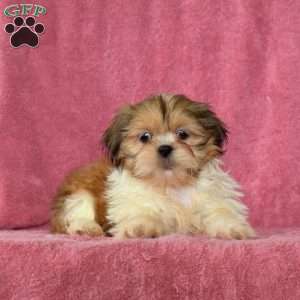 Rex, Shih Tzu Puppy