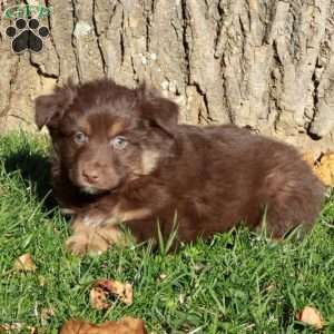 Rex, Australian Shepherd Puppy