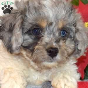 Rex, Cavapoo Puppy