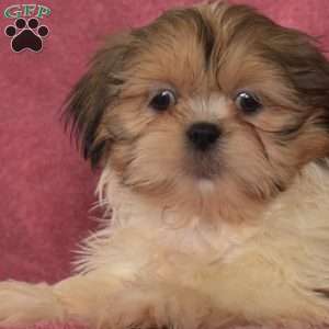 Rex, Shih Tzu Puppy