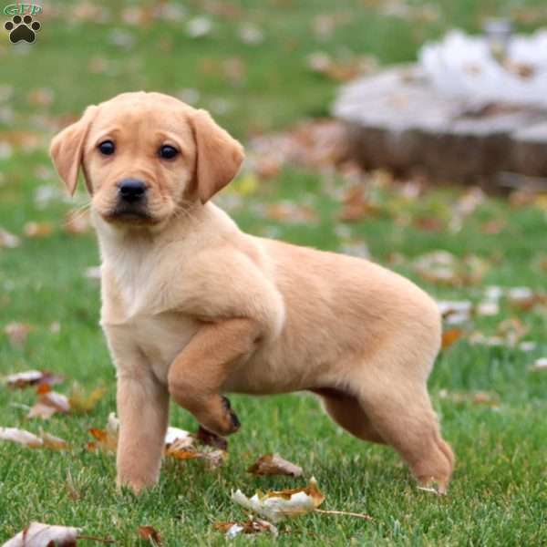 Rianna, Yellow Labrador Retriever Puppy