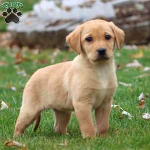 Rianna, Yellow Labrador Retriever Puppy