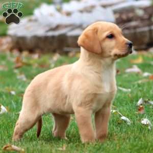 Rianna, Yellow Labrador Retriever Puppy