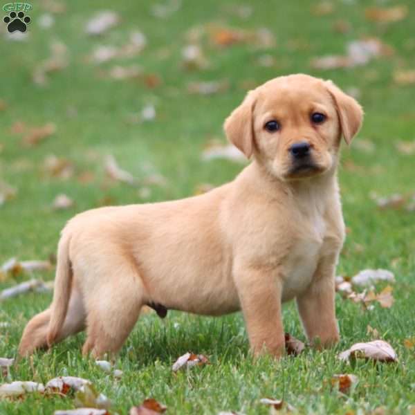Ricky, Yellow Labrador Retriever Puppy