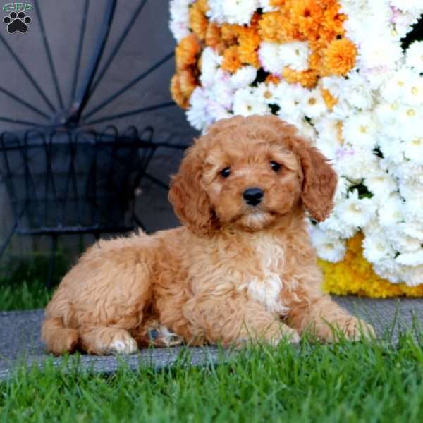 Ricky, Cockapoo Puppy