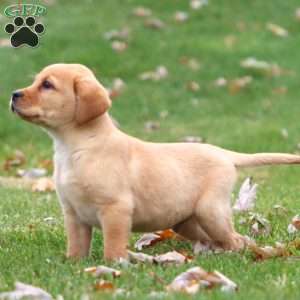 Ricky, Yellow Labrador Retriever Puppy