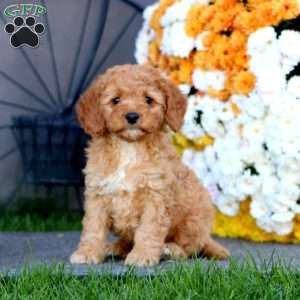 Ricky, Cockapoo Puppy