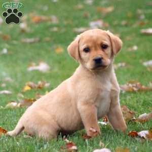 Ricky, Yellow Labrador Retriever Puppy