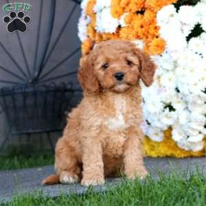 Ricky, Cockapoo Puppy