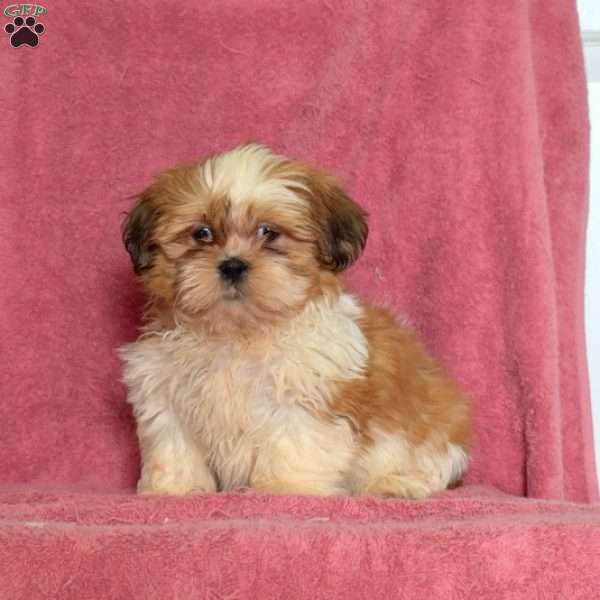 Rigby, Shih Tzu Puppy