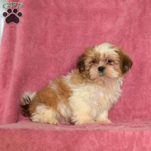Rigby, Shih Tzu Puppy