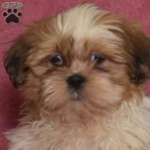 Rigby, Shih Tzu Puppy