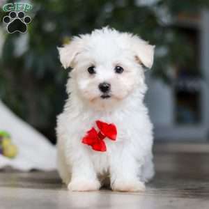Riley, Maltese Puppy