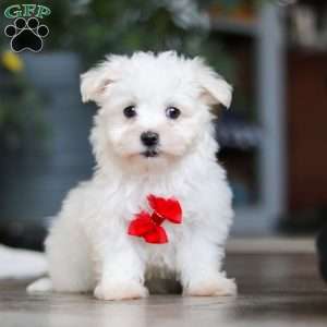 Riley, Maltese Puppy