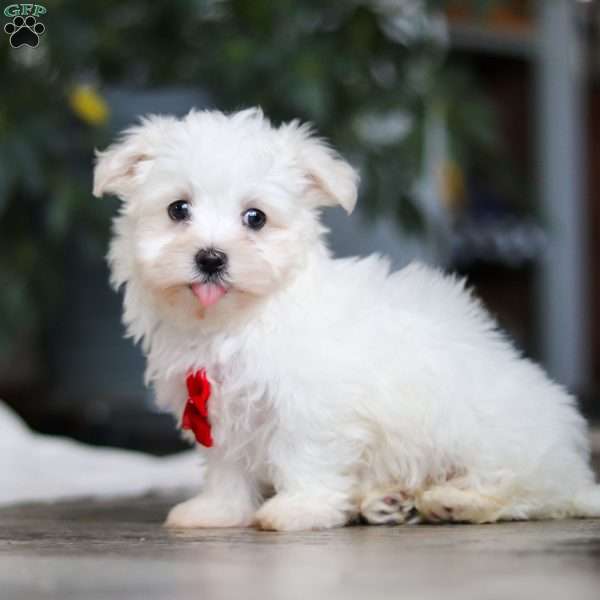 Riley, Maltese Puppy