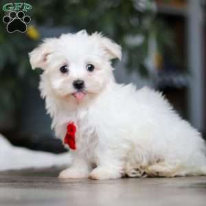 Riley, Maltese Puppy