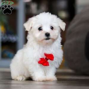 Riley, Maltese Puppy