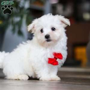 Riley, Maltese Puppy