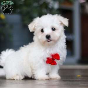 Riley, Maltese Puppy