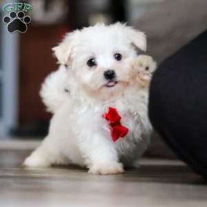 Riley, Maltese Puppy